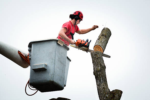 Leaf Removal in Richmond, MN